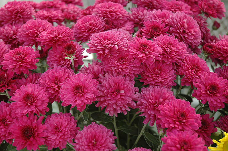 Beth Chrysanthemum Chrysanthemum 39;Beth39; in Naperville Aurora Batavi