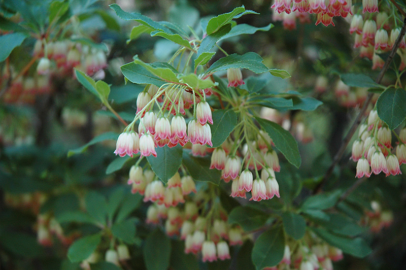 Enkianthus Red Bells