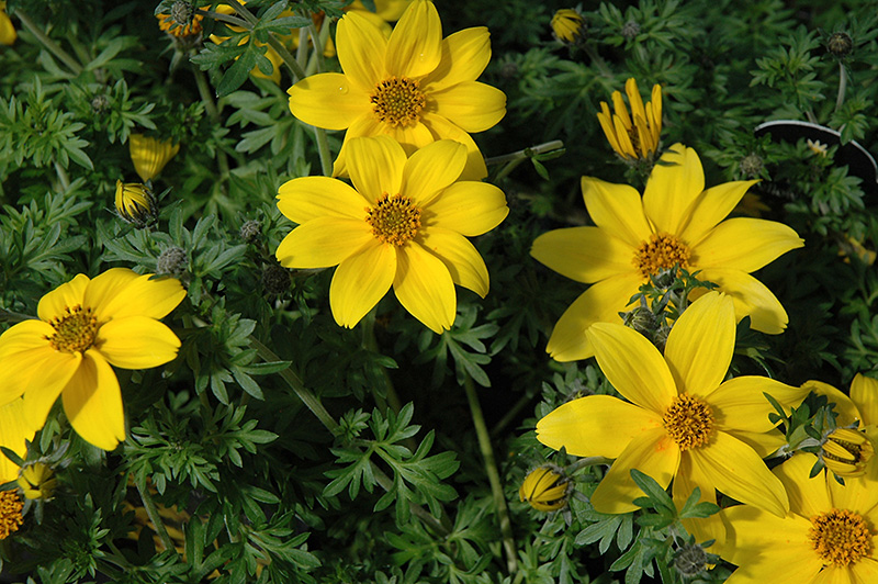 Yellow Charm Bidens Ferulifolia At The Growing Place Flowers