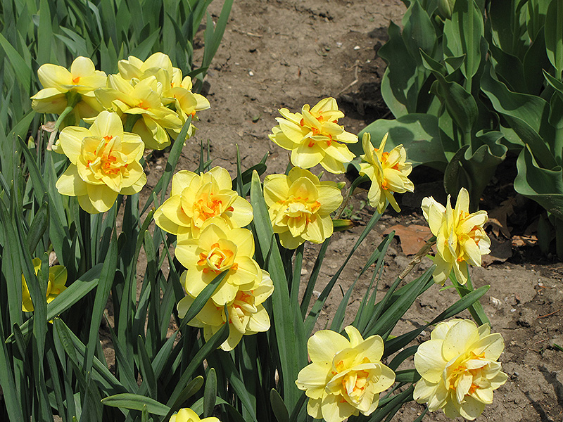  photo of Tahiti Daffodil Narcissus 39;Tahiti39; at The Growing Place