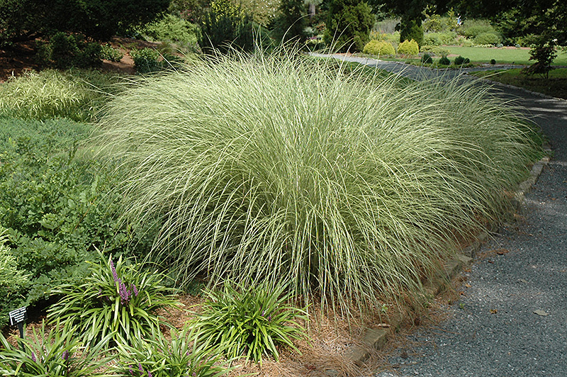 Morning Light Maiden Grass Miscanthus Sinensis Morning Light In