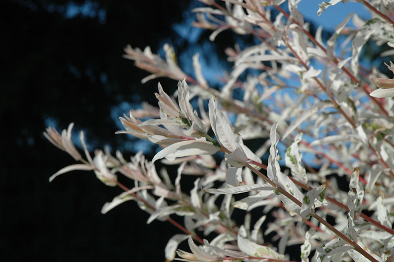 Tricolor Willow Salix Integra Hakuro Nishiki In Naperville Aurora Batavia Oswego Chicago