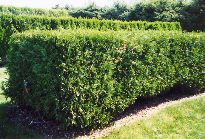 Techny Arborvitae (Thuja occidentalis 'Techny') at The Growing Place