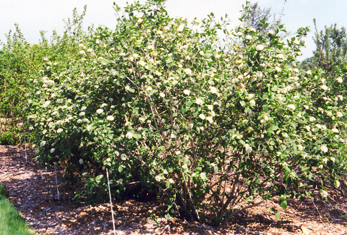 Emerald Triumph Viburnum (Viburnum 'Emerald Triumph') in Naperville