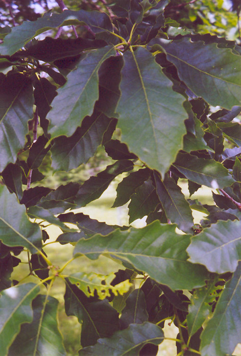 Chinkapin Oak (Quercus muehlenbergii) at The Growing Place