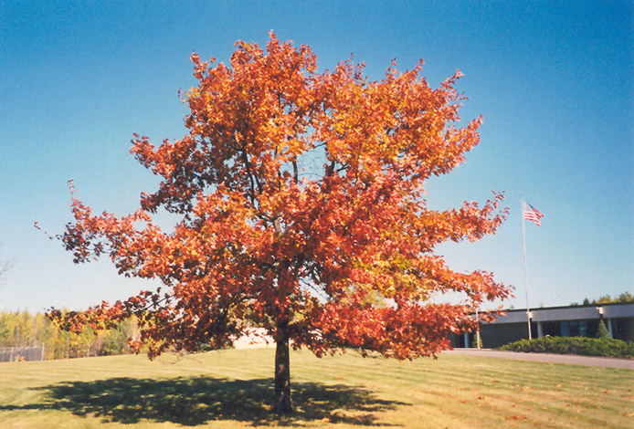 Red Oak (Quercus rubra) at The Growing Place