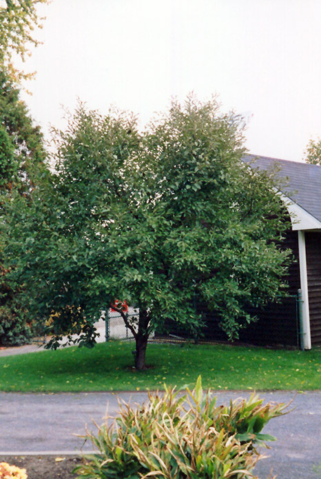 Montmorency Cherry (Prunus 'Montmorency') at The Growing Place