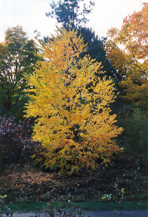 Katsura Tree (Cercidiphyllum japonicum) at The Growing Place