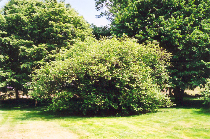 American Hazelnut (Corylus americana) at The Growing Place