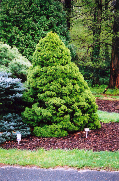 Dwarf Alberta Spruce (Picea glauca 'Conica') at The Growing Place