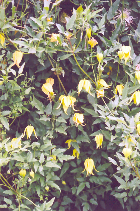 Golden Clematis (Clematis tangutica) at The Growing Place