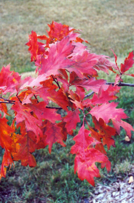 Red Oak (Quercus rubra) at The Growing Place