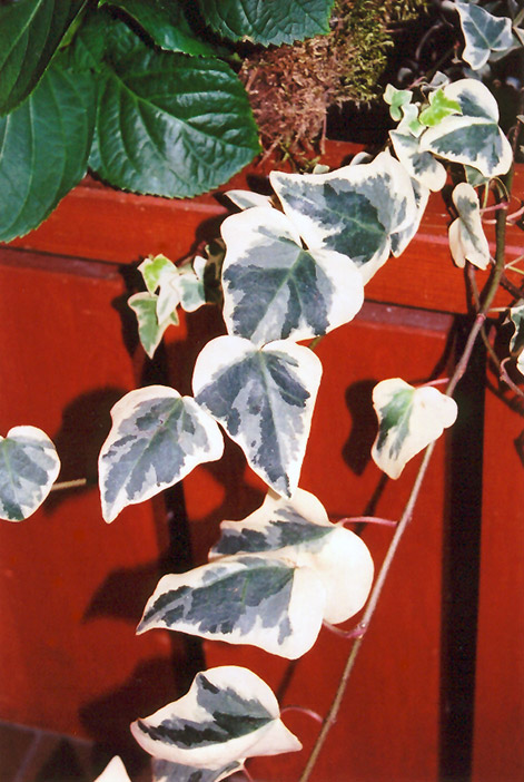 Variegated English Ivy (Hedera helix 'Variegata') at The Growing Place