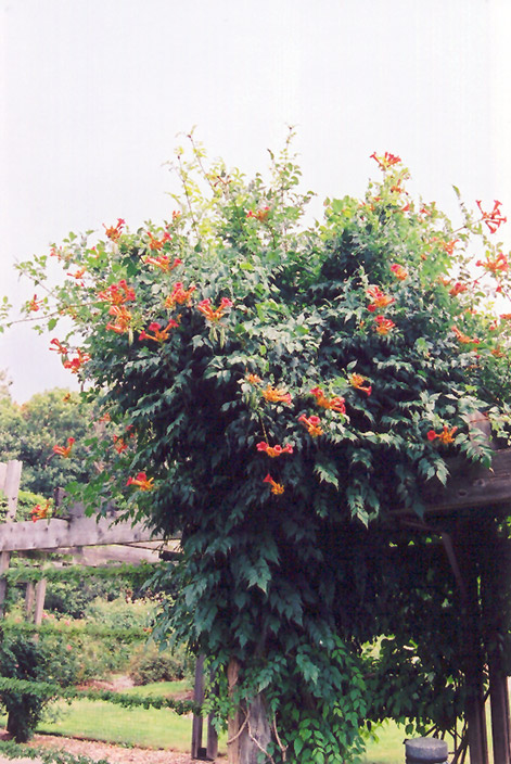 Trumpetvine (Campsis radicans) at The Growing Place