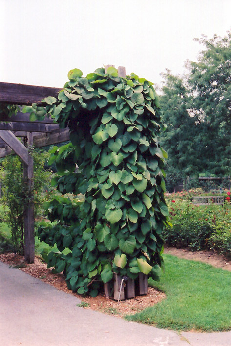 Dutchman's Pipe (Aristolochia macrophylla) at The Growing Place