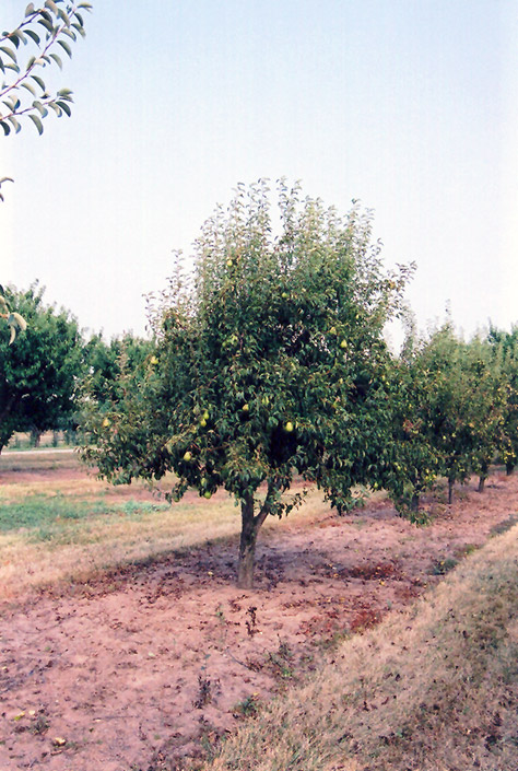Bartlett Pear (Pyrus communis 'Bartlett') at The Growing Place