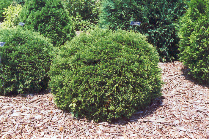 Hetz Midget Arborvitae (Thuja occidentalis 'Hetz Midget') at The Growing Place