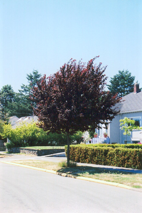Newport Plum (Prunus cerasifera 'Newport') at The Growing Place