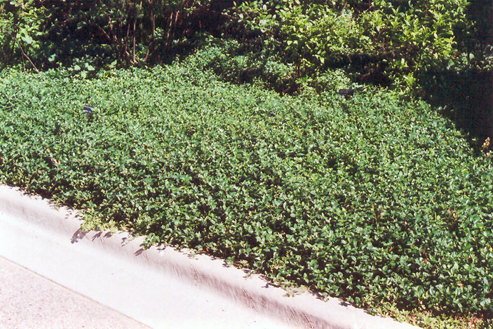 Bowles Periwinkle (Vinca minor 'Bowles') at The Growing Place