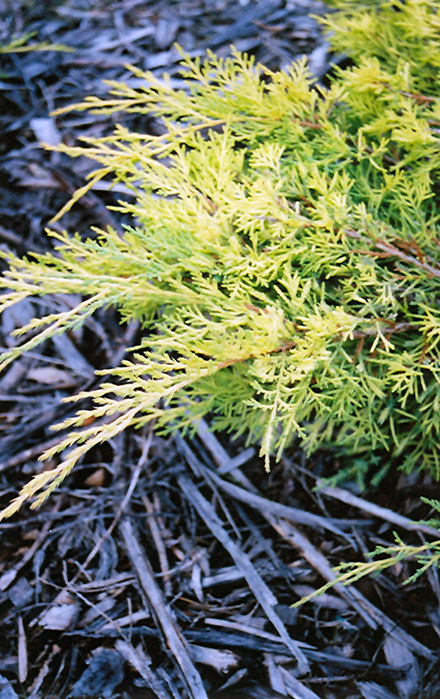 Gold Lace Juniper (Juniperus x media 'Gold Lace') at The Growing Place