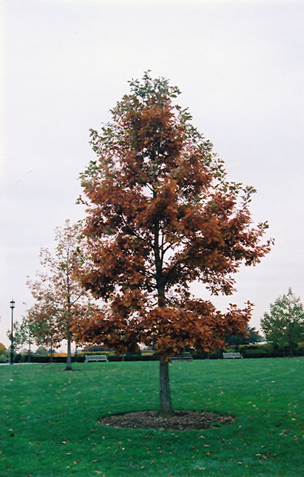 Swamp White Oak (Quercus bicolor) at The Growing Place