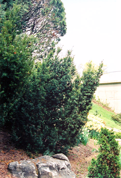 Captain Upright Yew (Taxus cuspidata 'Fastigiata') at The Growing Place