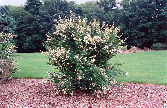 Cheyenne Common Privet (Ligustrum vulgare 'Cheyenne') at The Growing Place