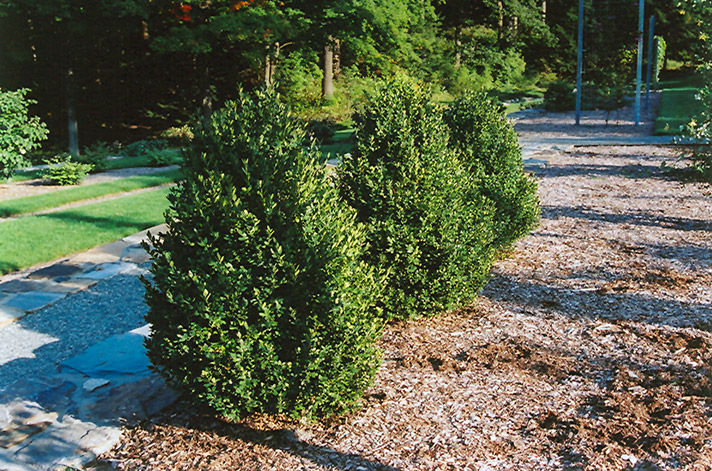 Green Mountain Boxwood (Buxus 'Green Mountain') at The Growing Place