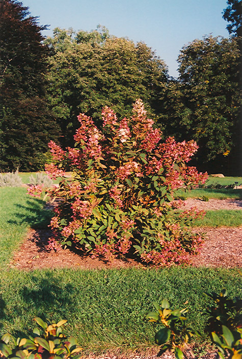 Tardiva Hydrangea (Hydrangea paniculata 'Tardiva') at The Growing Place
