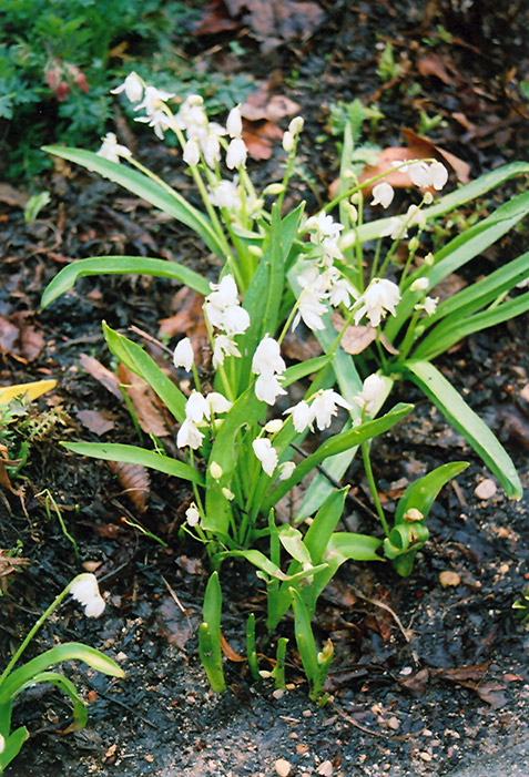 White Spring Squills (Scilla sibirica 'Alba') at The Growing Place