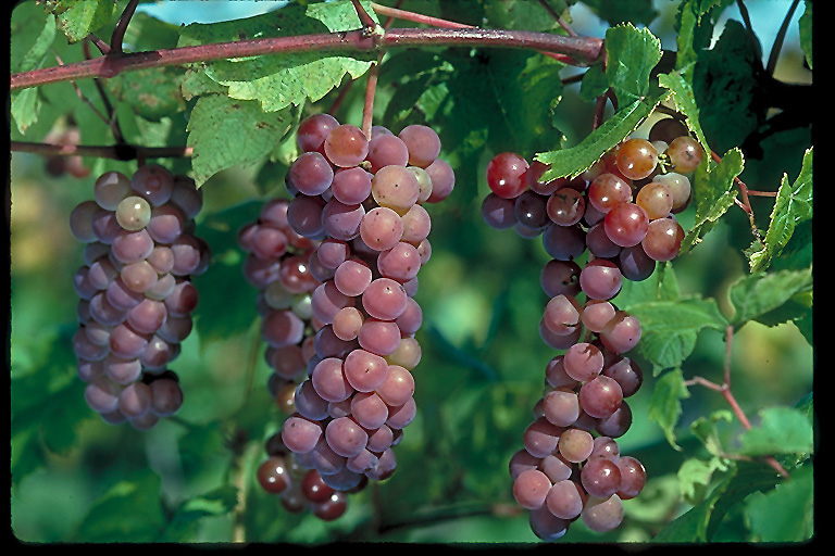 Swenson Red Grape (Vitis 'Swenson Red') at The Growing Place