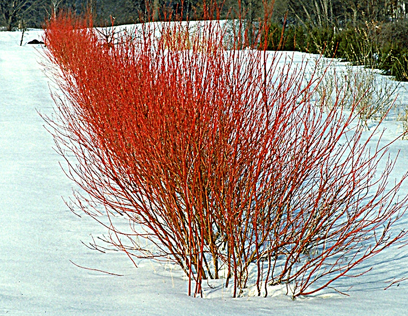 Cardinal Dogwood (Cornus sericea 'Cardinal') at The Growing Place