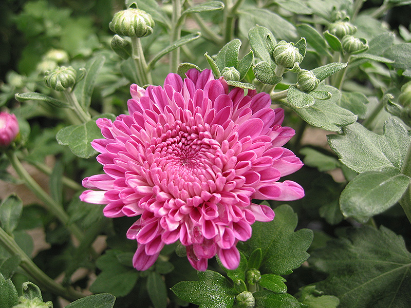 Debonair Chrysanthemum (Chrysanthemum 'Debonair') at The Growing Place