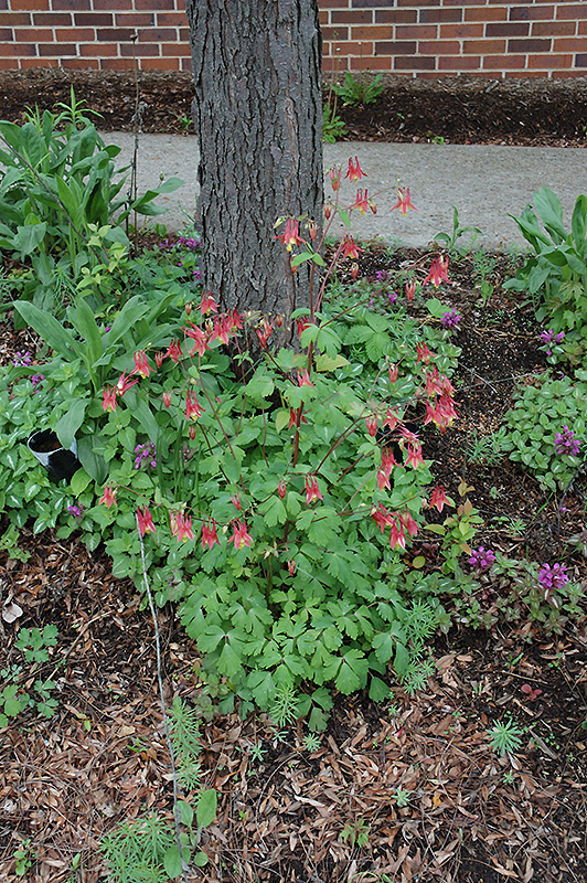 Wild Red Columbine (Aquilegia canadensis) at The Growing Place