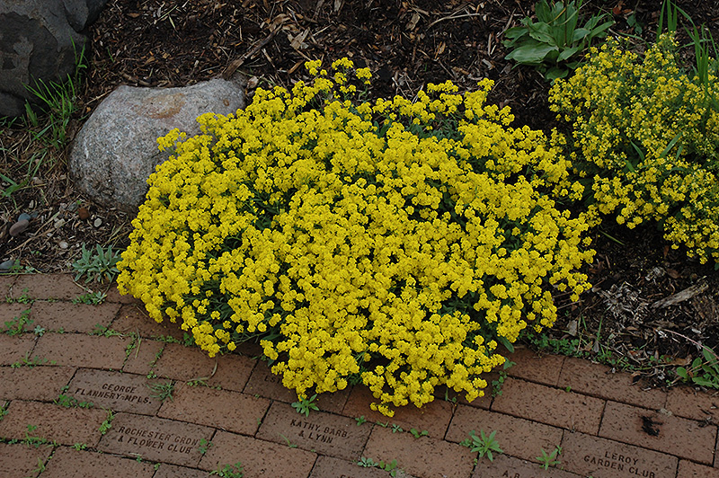 Gold Dust Basket Of Gold (Aurinia saxatilis 'Compacta') at The Growing Place