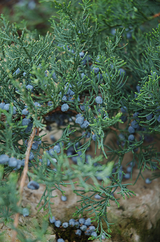 Grey Owl Redcedar (Juniperus virginiana 'Grey Owl') at The Growing Place