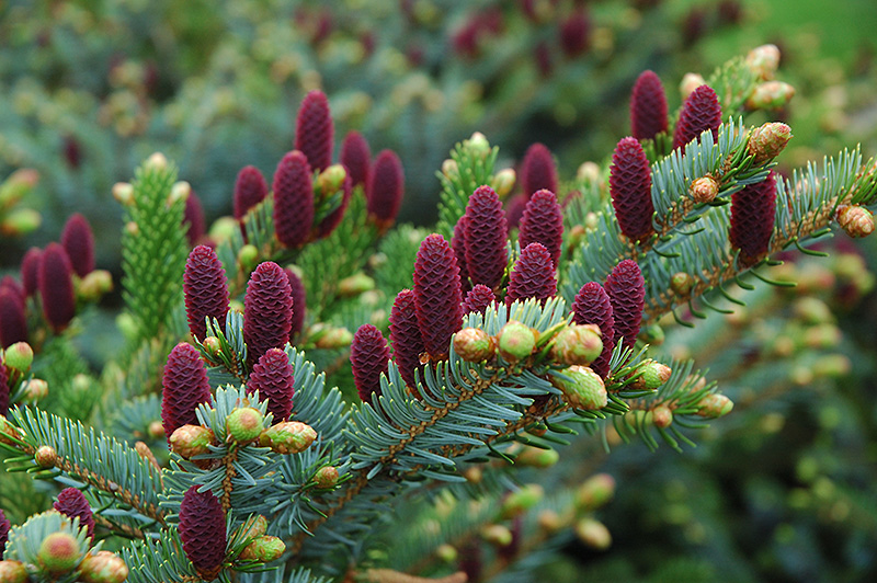 Acrocona Spruce (Picea abies 'Acrocona') at The Growing Place