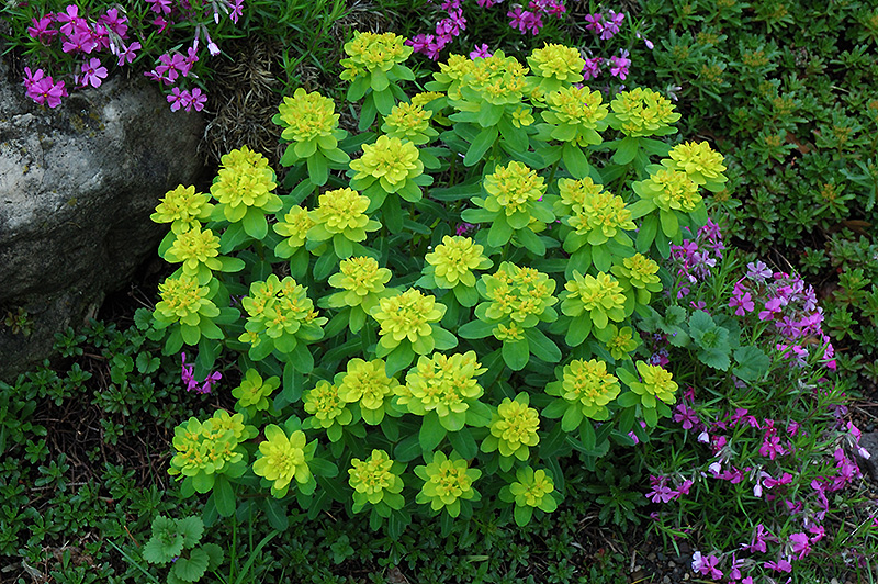 Cushion Spurge (Euphorbia polychroma) at The Growing Place