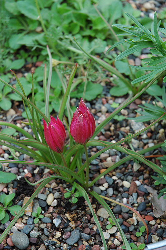 Crocus Tulip (Tulipa humilis 'Violacea') at The Growing Place