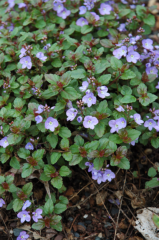 Waterperry Blue Speedwell (Veronica 'Waterperry Blue') at The Growing Place
