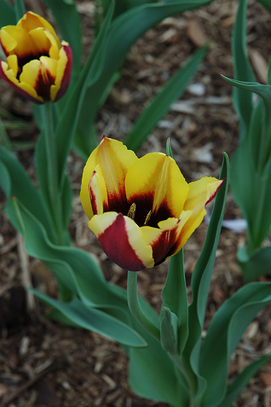 Gavota Tulip (Tulipa 'Gavota') at The Growing Place