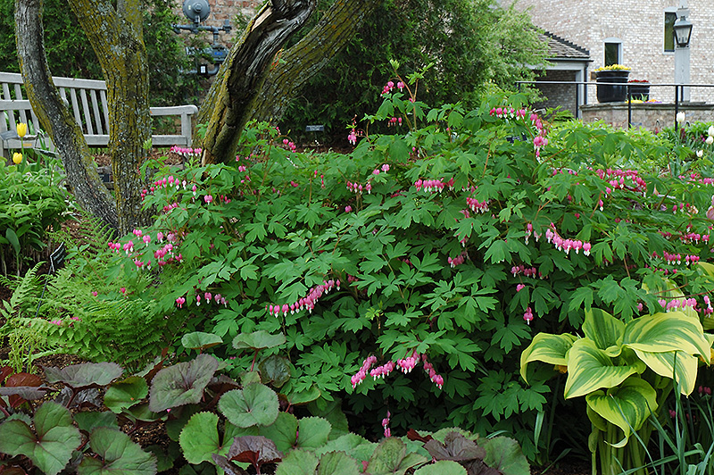 Common Bleeding Heart (Dicentra spectabilis) at The Growing Place