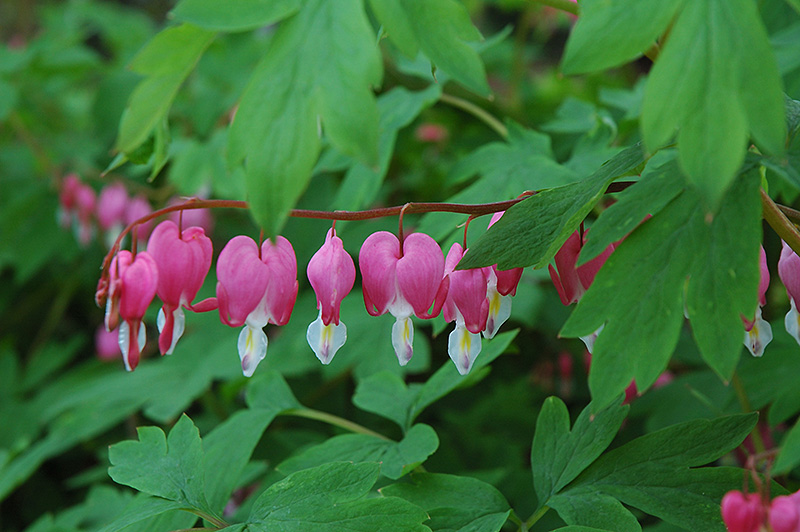 Common Bleeding Heart (Dicentra spectabilis) at The Growing Place