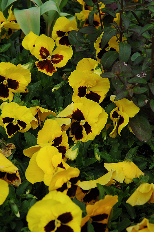 Majestic Giant Yellow Pansy (Viola x wittrockiana 'Majestic Giant Yellow') at The Growing Place