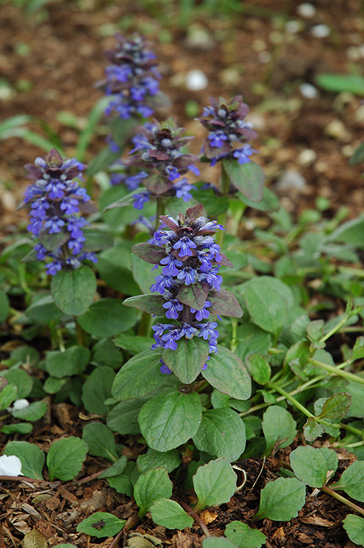 Caitlin's Giant Bugleweed (Ajuga reptans 'Caitlin's Giant') at The Growing Place