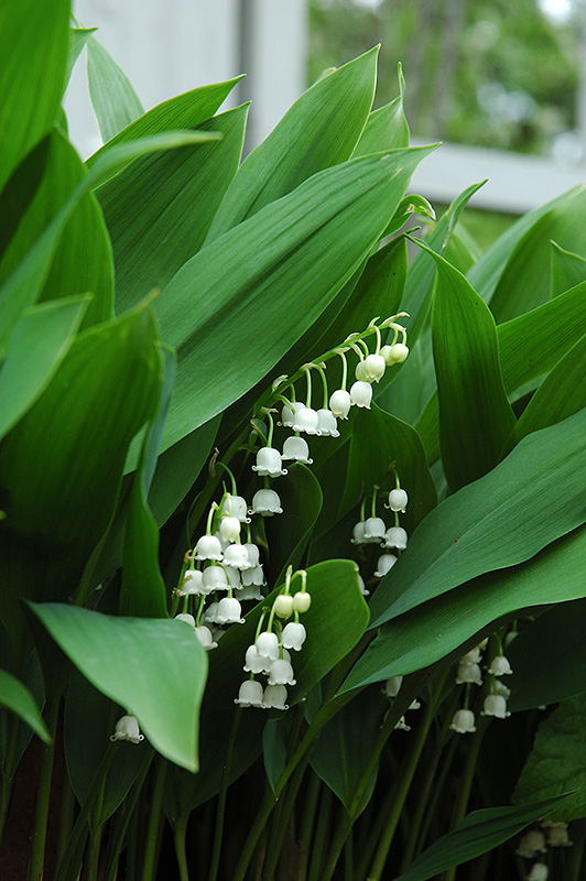 Lily-Of-The-Valley (Convallaria majalis) at The Growing Place