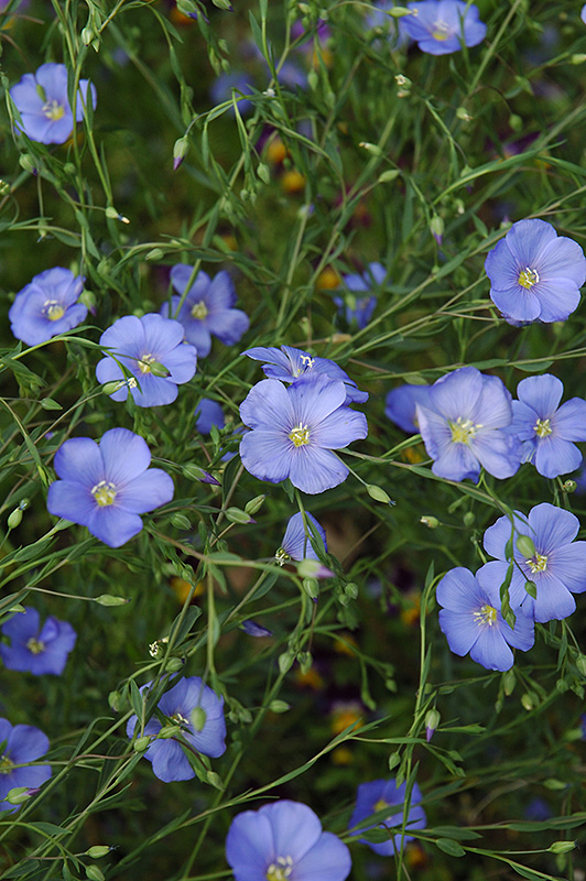 Perennial Flax (Linum perenne) at The Growing Place