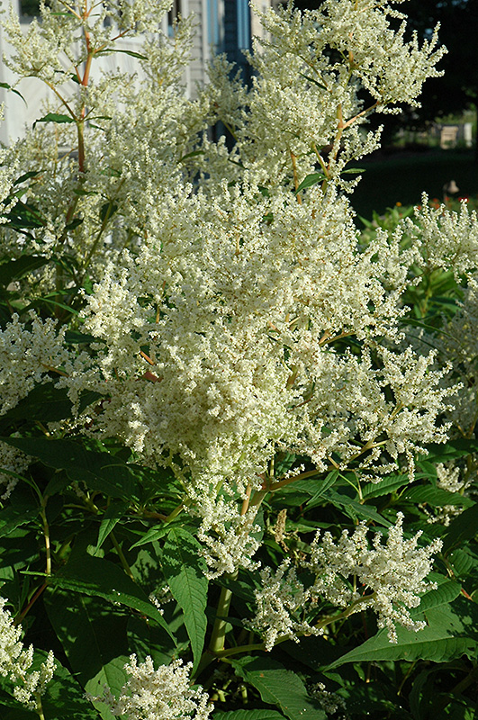 White Fleeceflower (Persicaria polymorpha) at The Growing Place