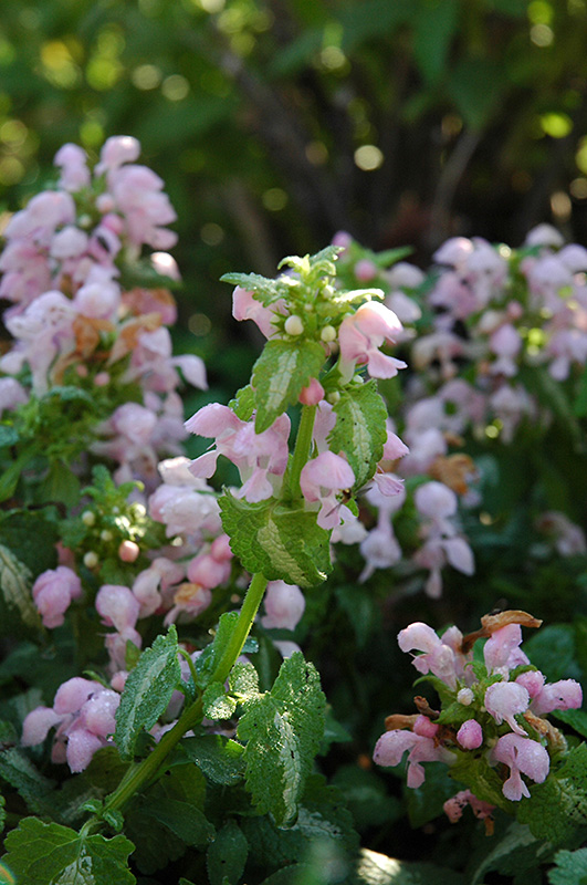 Shell Pink Spotted Dead Nettle (Lamium maculatum 'Shell Pink') at The Growing Place