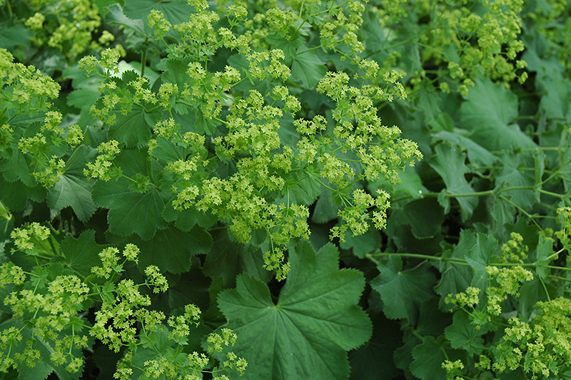 Lady's Mantle (Alchemilla mollis) at The Growing Place